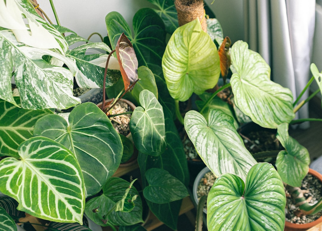 Photo protect indoor plants